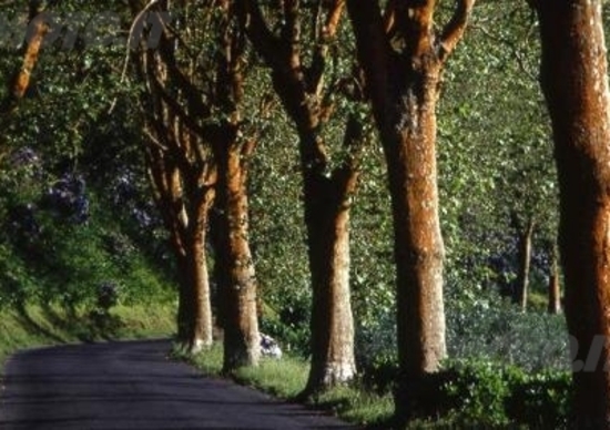 Troppi alberi sulle strade. La Cassazione li vieta Troppi alberi sulle strade. La Cassazione li vieta