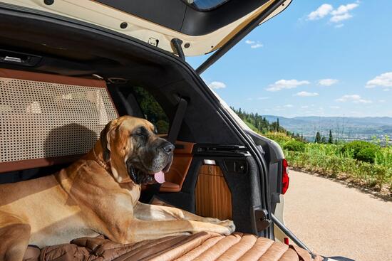 Animali in auto, Consigli e regole per il trasporto di cani e gatti in sicurezza Animali in auto, Consigli e regole per il trasporto di cani e gatti in sicurezza